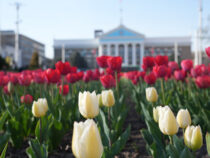 В Бишкеке зацвели первые луковицы тюльпанов