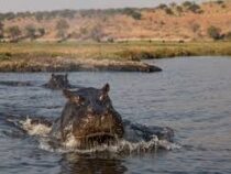 Бегемот напал на моторную лодку с туристами на реке в Африке
