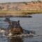 Бегемот напал на моторную лодку с туристами на реке в Африке