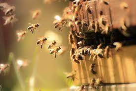 В стене частного дома в США обнаружили 50 тысяч пчел