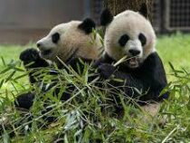Китай отправил двух больших панд в Испанию