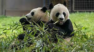 Китай отправил двух больших панд в Испанию