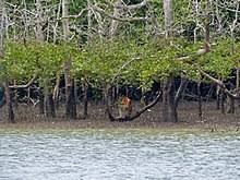Горит самый большой в мире мангровый лес в Бангладеш