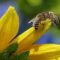 Медоносные пчёлы могут полностью исчезнуть к 2035 году