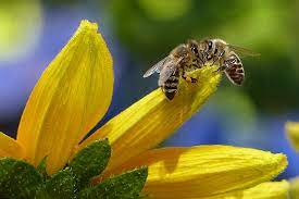Медоносные пчёлы могут полностью исчезнуть к 2035 году