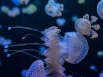 Медузы могут захватить океан