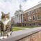 Дружелюбный кот получил степень доктора наук в американском университете