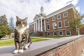 Дружелюбный кот получил степень доктора наук в американском университете