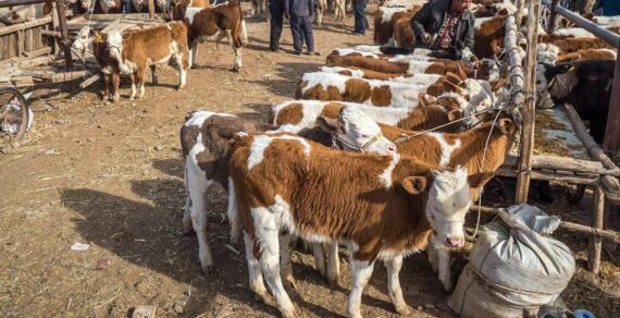 В Караколе закрывают скотный рынок