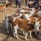 В Караколе закрывают скотный рынок