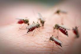 В Шотландии обнаружили 16 новых видов комаров