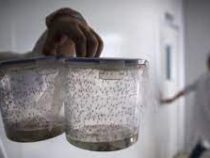 В Бразилии построят фабрику по производству комаров