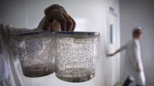 В Бразилии построят фабрику по производству комаров