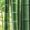 Прозрачный бамбук для строительных работ создали в Китае
