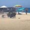 Ужас на пляже: бык напал на отдыхавшую туристку