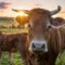 Миру предрекли новую пандемию из-за коровьего гриппа