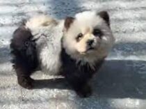 Китайский зоопарк покрасил собак под панд и попал под шквал критики