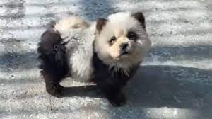 Китайский зоопарк покрасил собак под панд и попал под шквал критики