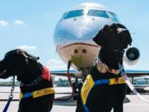 В США начала работу первая в мире авиакомпания для собак