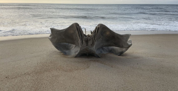 В США выбросило на пляж огромный череп загадочного существа