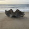 В США выбросило на пляж огромный череп загадочного существа