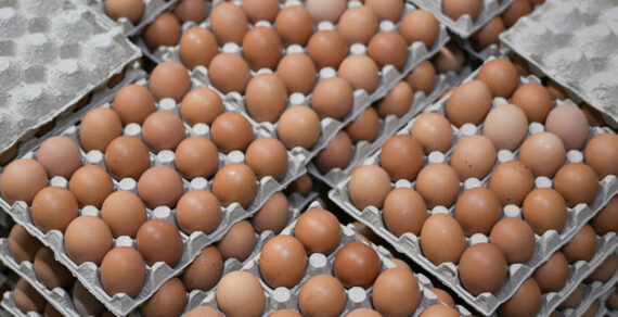 Минсельхоз предлагает на полгода запретить ввоз куриных яиц