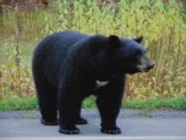 В США медведь украл у рабочих еду