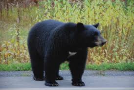 В США медведь украл у рабочих еду