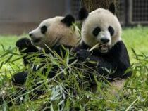 Китай впервые за 20 лет отправил пару взрослых панд в зоопарк США
