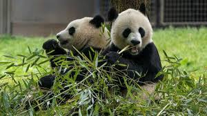 Китай впервые за 20 лет отправил пару взрослых панд в зоопарк США