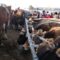 В Кыргызстане строятся шесть новых скотных рынков