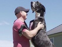 Названа самая высокая собака в мире