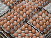 В Кыргызстане ввели временный запрет на ввоз куриных яиц