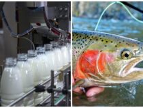 Россия  сняла ограничения на ввоз рыбы и молочной продукции из Кыргызстана