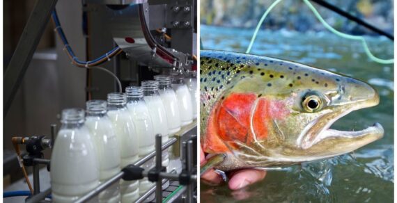 Россия  сняла ограничения на ввоз рыбы и молочной продукции из Кыргызстана