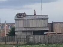 Отара овец загадочным образом забралась на крышу двухэтажного сарая под Омском