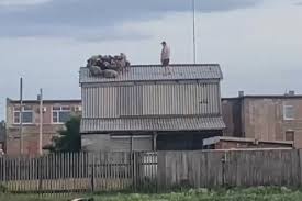 Отара овец загадочным образом забралась на крышу двухэтажного сарая под Омском
