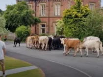45 сбежавших с фермы коров навели панику в городе