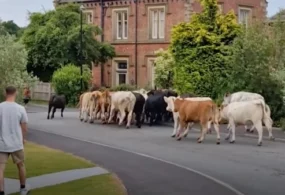 45 сбежавших с фермы коров навели панику в городе