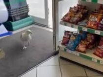 В Британии чайка шесть лет ворует чипсы из одного магазина