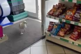 В Британии чайка шесть лет ворует чипсы из одного магазина