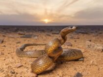 Смертоносная змея установила новый мировой рекорд