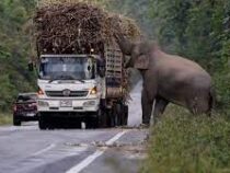 В Таиланде слоны грабят грузовики с сахарным тростником
